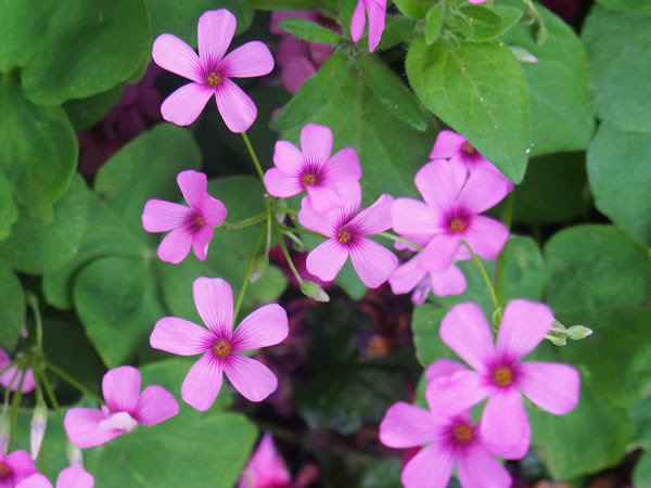 パークヒルズ緑の会 敷地内の植栽ブロック８