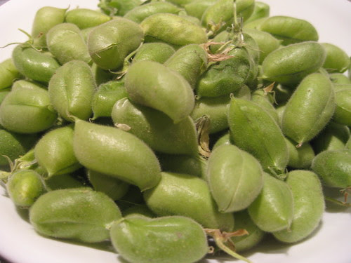 Pods of Garbanzos