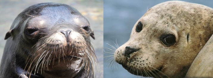 Como Distinguimos Un Leon Marino De Una Foca The Biologist Apprentice