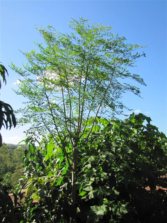Drumstick Tree or Horseradish Tree- (Moringa oleifera)