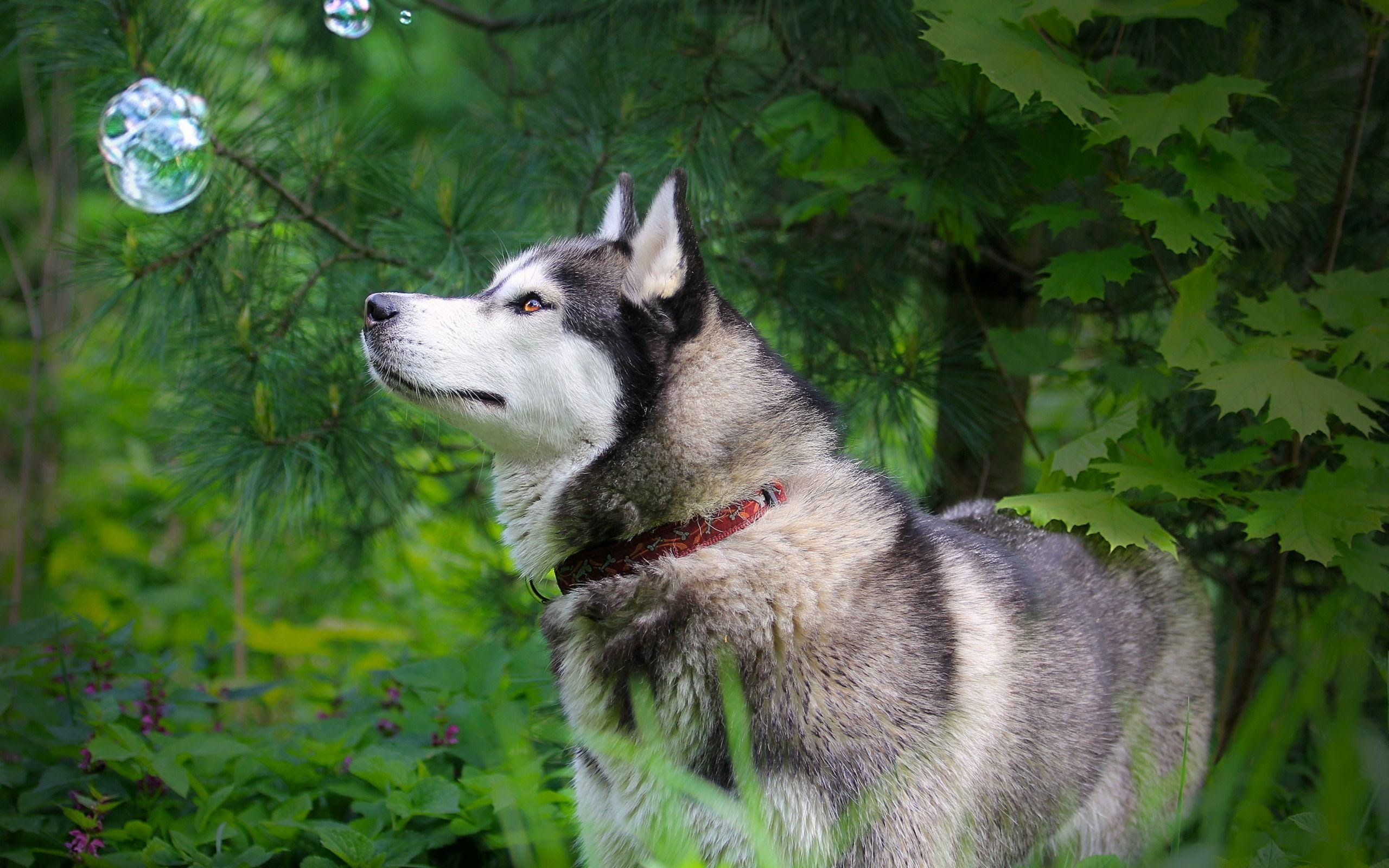 Dog Wallpapers - Wallpaper Cave