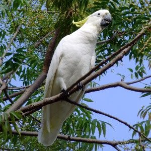 Australian Birds on Australian Birds  Australian Sulphur Crested Cockatoo  Cacatua
