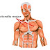 List Of Muscle Names / Solved This Exercise Is Designed To Help Understand The N Chegg Com : We did not find results for: