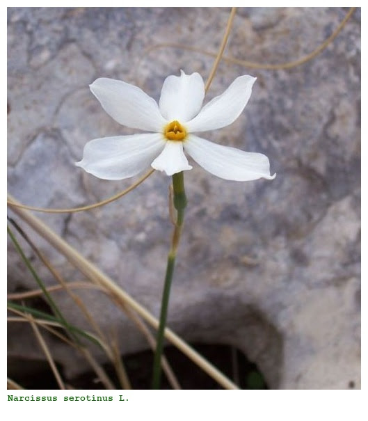 Narcissus serotinus L.