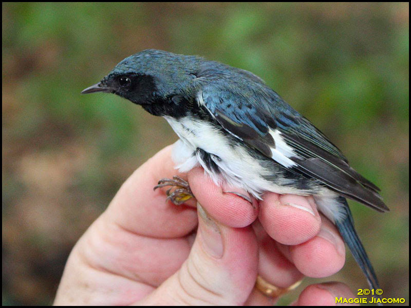 Black-throated Blue