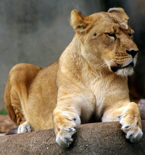 Louisville Zoo Lioness