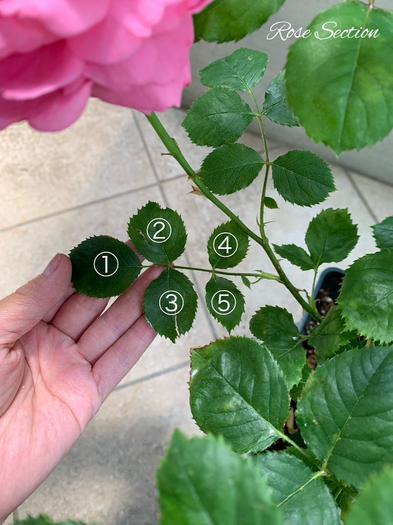 次のバラを咲かせるために 花がらを5枚葉の上で切る ローズノート