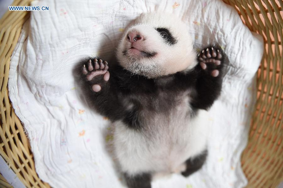 Record Of Newborn Panda Cubs Likely To Be Created In Sw China 6 People S Daily Online