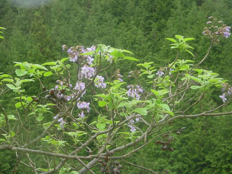 山好き 花好き 5月の山にて 魅力的な樹木たち