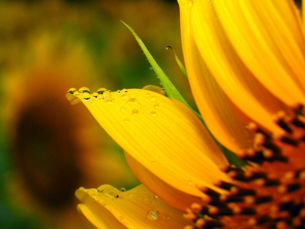 ひまわりの花壁紙写真 デスクトップ壁紙 ０２ 兵庫と神戸の写真ブログ