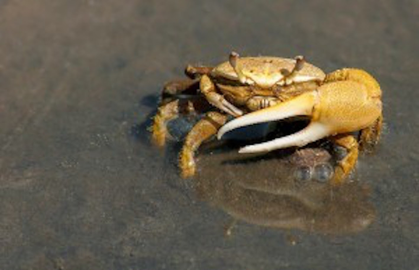 カニの水槽飼育に濾過器は必要 カニlab