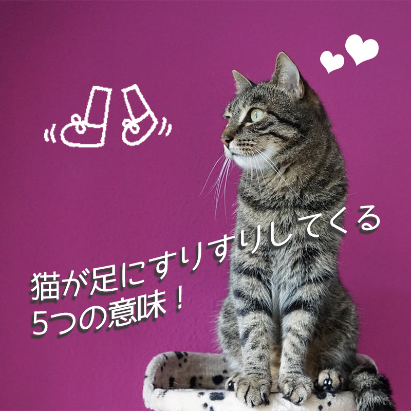猫が足にすりすりしてくる5つの意味 かわいい愛情表現に応えるには