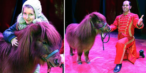 Fridolin kunda mini dengan poni dikepalanya, saat beraksi di panggung sirkus.
