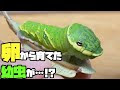 200以上 モンキアゲハ 幼虫 餌 218556-モンキアゲハ 幼虫 餌