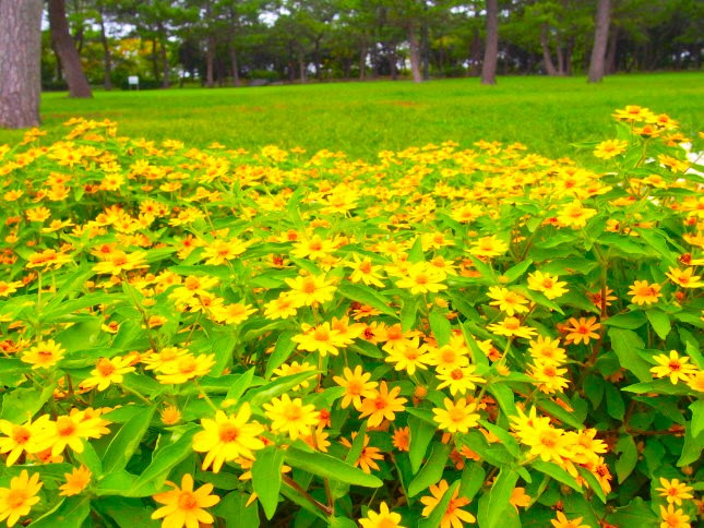 黄色の花図鑑