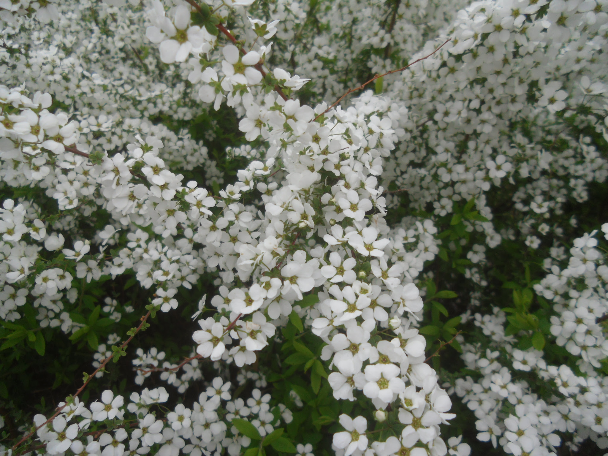 見頃の花 公益財団法人徳島市公園緑地管理公社