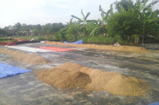 Musim Hujan, Petani Inbar Kesulitan Jemur Padi