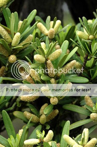 Podocarpus costalis photo Podocarpuscostalis_zps29505767.jpg