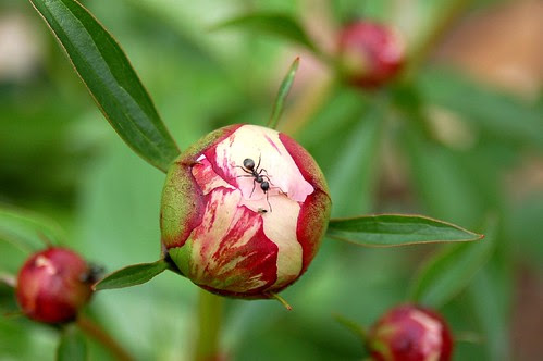 There's an Ant on my Peony