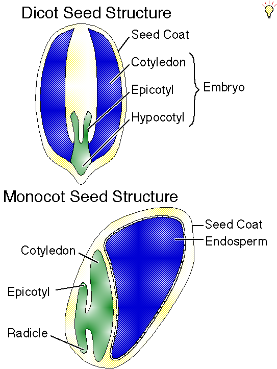 Seeds and Seed Germination
