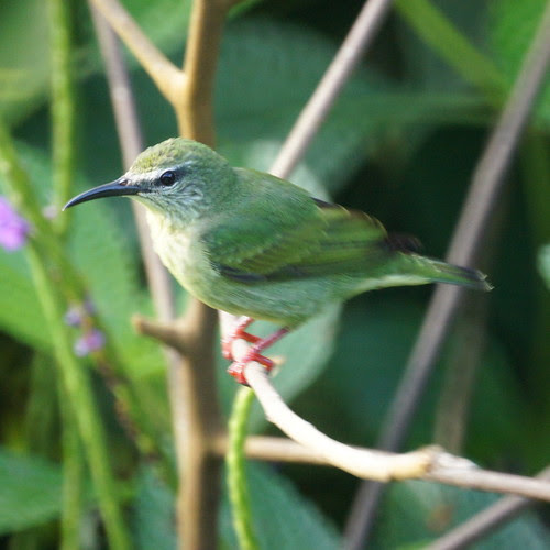 Red-legged Honeycreeper (female)