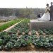 Value Farm, Thomas Chung, sustainable agriculture, green design, urban farming, eco design, environmentally friendly design, china farm, irrigation, rooftop farming