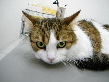 老齢犬、老齢猫の末期癌の終末医療としての漢方薬治療  ハルペッツ 