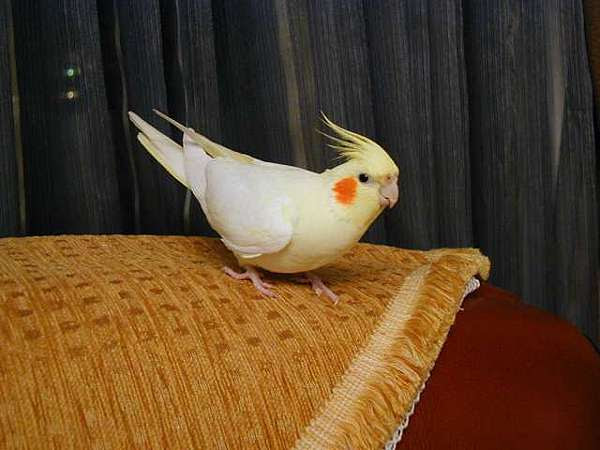 玄鳳種類介紹 錡錡 蘭蘭 小倆口生活 痞客邦