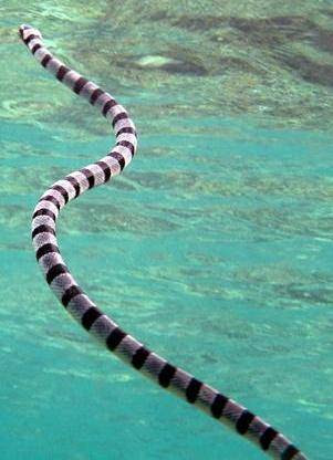 Sea snake