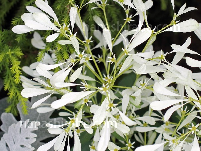 ユーフォルビア シラユキヒメ 花しらべ 花図鑑