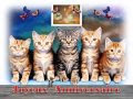いろいろ jolie carte anniversaire avec chat 210708-Jolie carte anniversaire avec chat