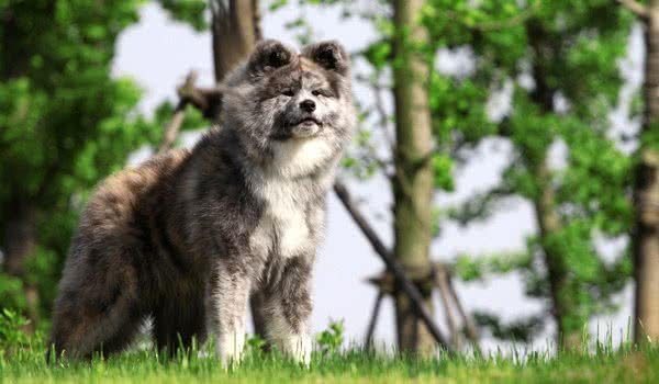 秋田犬vs美国秋田犬 详细对比 宠物犬 萌狗网