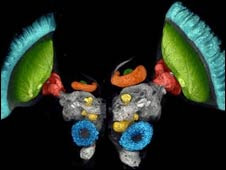 Imagen a color del cerebro gregario y solitario (S. Ott / Un. Cambridge)