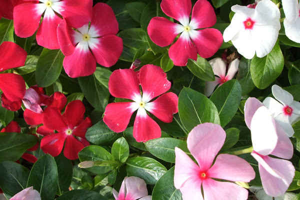 植木鉢で楽しみたい 夏の花選 秋まで長く楽しめる草花たち 植木鉢ナビ