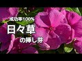 画像 ニチニチソウ 挿し木 秋 252419