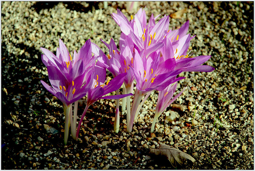 colchicum autumnale