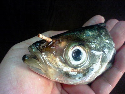 カテゴリー アジの締め方 Ocean Voice With Keep On Cast