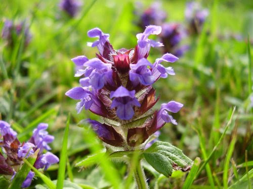 Prunella vulgaris (Heal All) 700 Seeds by Earthcare Seeds On Sale