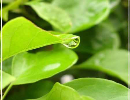 water on leaf