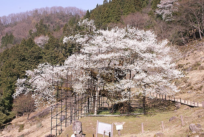 樽見の大桜 国指定 天然記念物 養父市