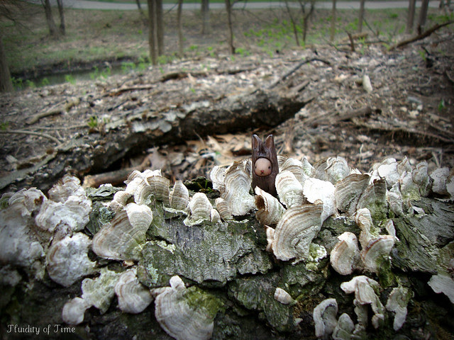Bibbit in lichens.JPG