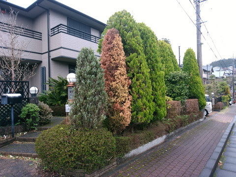 植木屋1年生 5月16日 コニファーの害虫