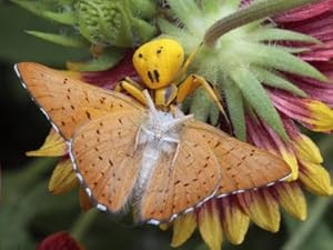 Crab Spider Feeding on a Metal Mark Butterfly it Ambushed a on Flower Photographic Poster Print
