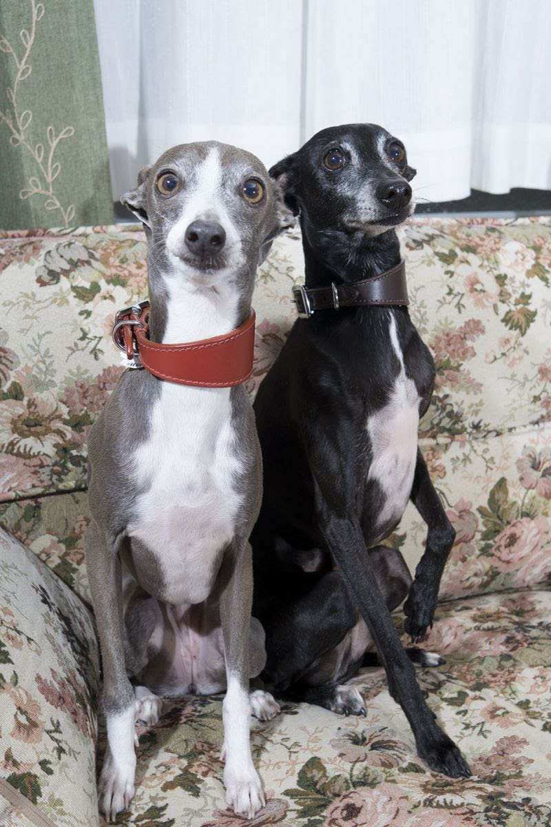 Dog Photos