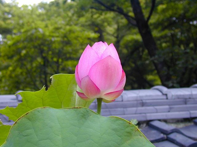 今日の境内