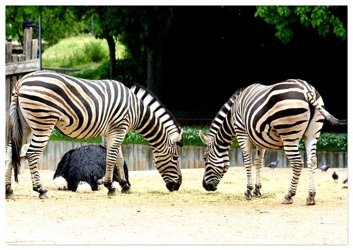 abril y mayo de 2011