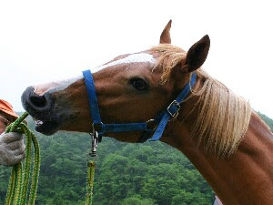 ステップシチー