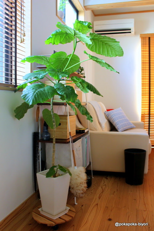 ウンベラータ 夏の成長と水やり道具 ぽかぽか日和 関西 大阪 整理収納アドバイザー Powered By ライブドアブログ