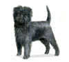 Affenpinscher