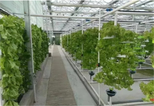 温室大棚种植常见的优点有哪些